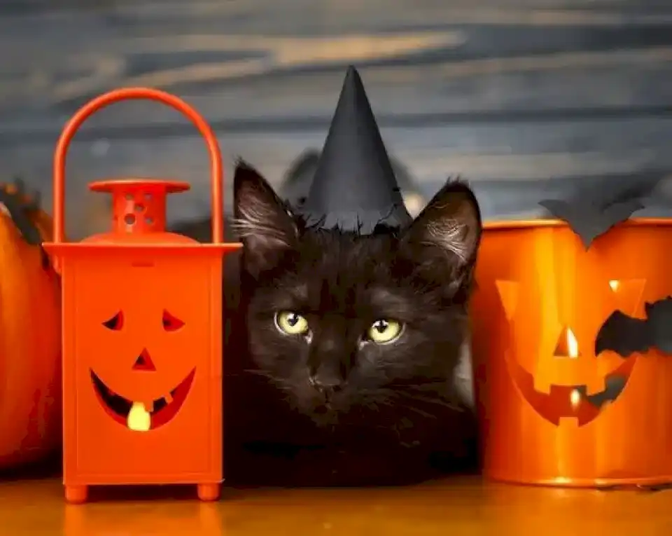 Rituales y sacrificios de Halloween: advertencia por la desaparición de animales