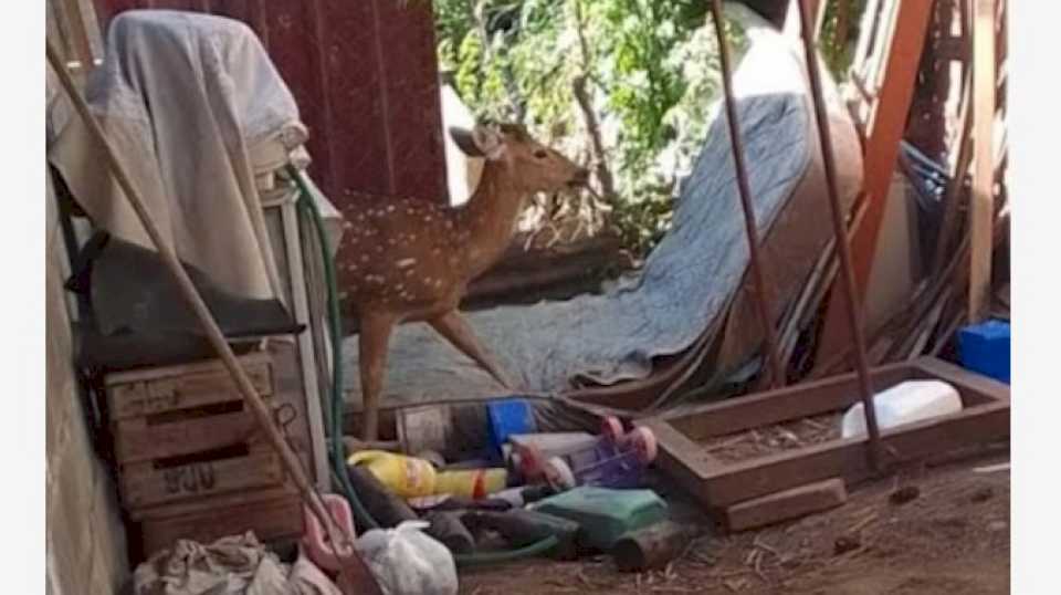 la-visita-de-bambi:-encontro-un-ciervo-en-su-casa-de-villa-maria