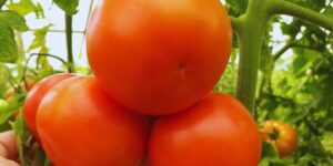 investigacion-y-desarrollo-en-el-desafio-por-recuperar-el-sabor-del-tomate