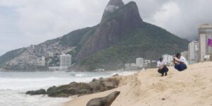 mira-el-lobo-de-mar-de-la-antartida-que-aparecio-en-la-playa-de-ipanema