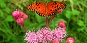 10-plantas-nativas-con-flores-fuera-de-serie-para-llenar-tu-terraza-de-mariposas