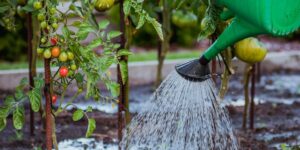 como-se-hace-el-abono-para-revivir-plantas-marchitas-a-base-de-ajo,-vinagre-y-agua