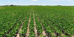 problemas-estructurales:-cuales-son-los-obstaculos-que-frenan-el-sector-agricola