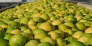 rentabilidad-y-produccion:-cual-es-la-situacion-de-la-venta-de-limones-en-argentina