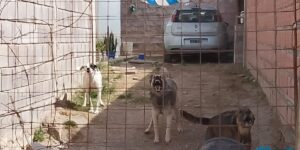 denuncio-a-su-vecina-porque-tiene-perros-agresivos,-que-ya-mordieron-a-varios-ninos