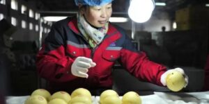 china-confirmo-el-primer-despacho-de-peras-frescas-hacia-argentina