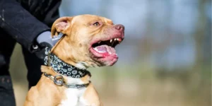 cuidado-con-el-perro:-intento-robar-una-casa-y-se-topo-con-un-pitbull-en-estancia-vieja