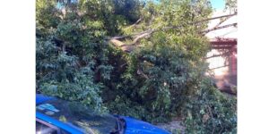 pudo-haber-sido-una-catastrofe:-un-gigantesco-arbol-se-vino-abajo-en-barrio-cofico-de-cordoba